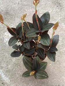 Ludisia Discolor