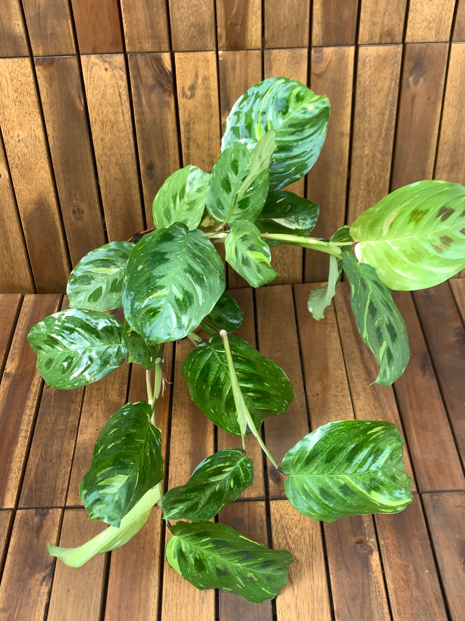 Marantha Variegated