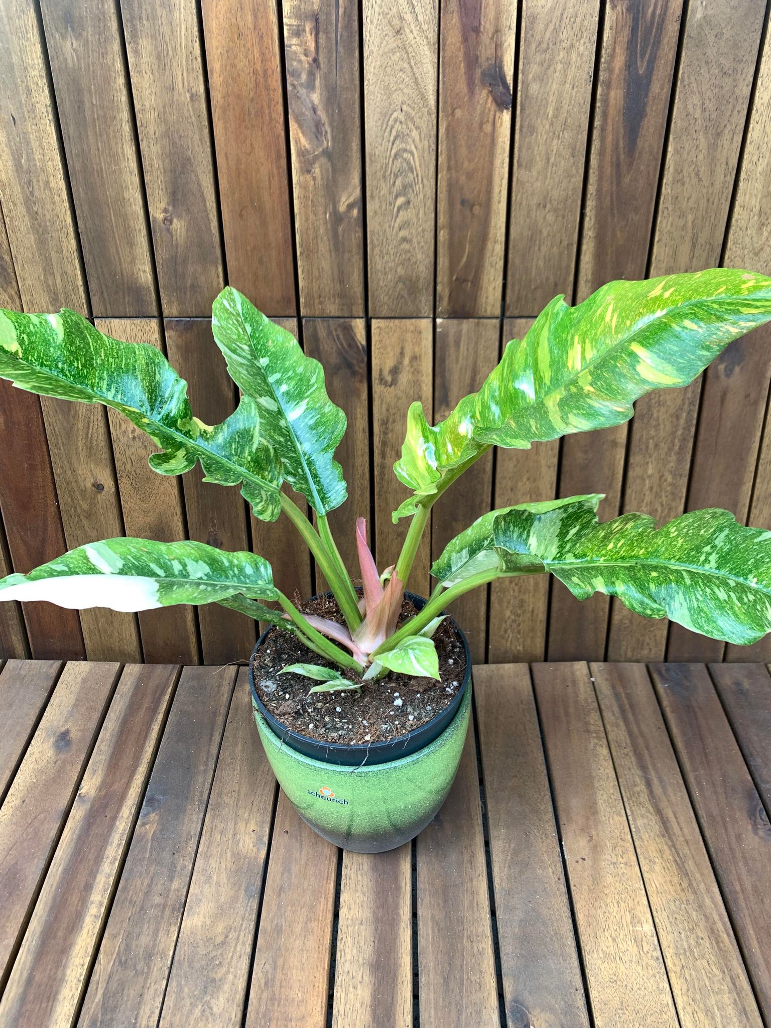 Philodendron Narrow Ring of Fire, D14