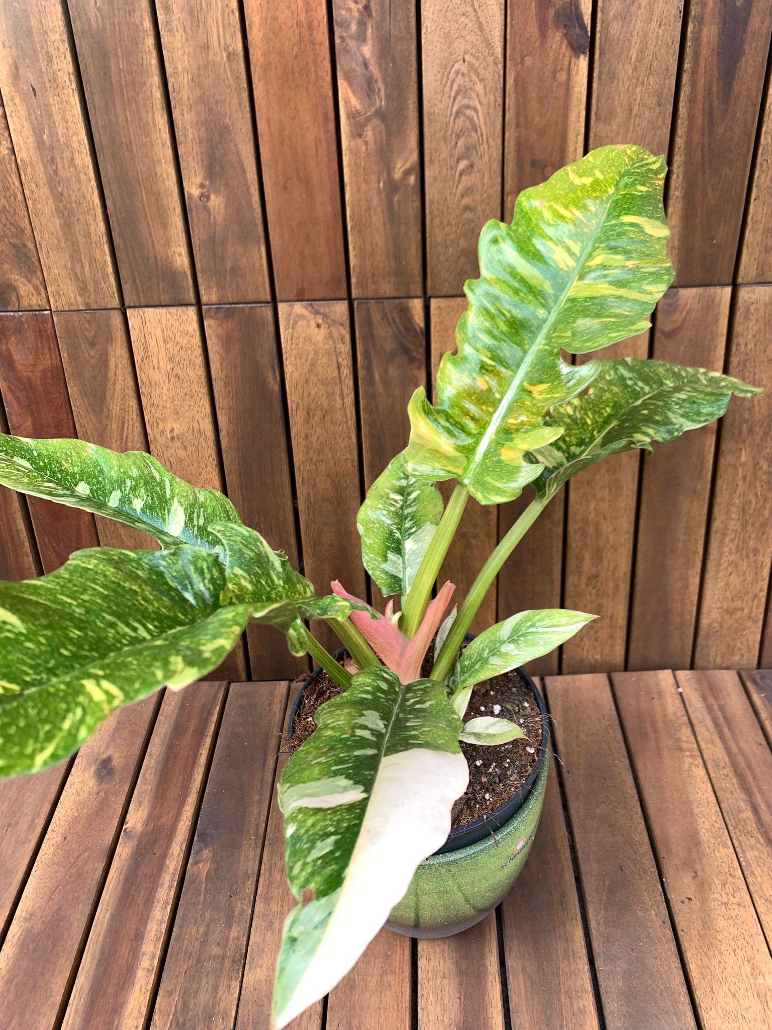 Philodendron Narrow Ring of Fire, D14
