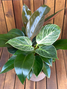 Mix Philodendron Birkin & Red Congo
