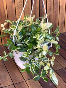 Tradescantia White Stripe