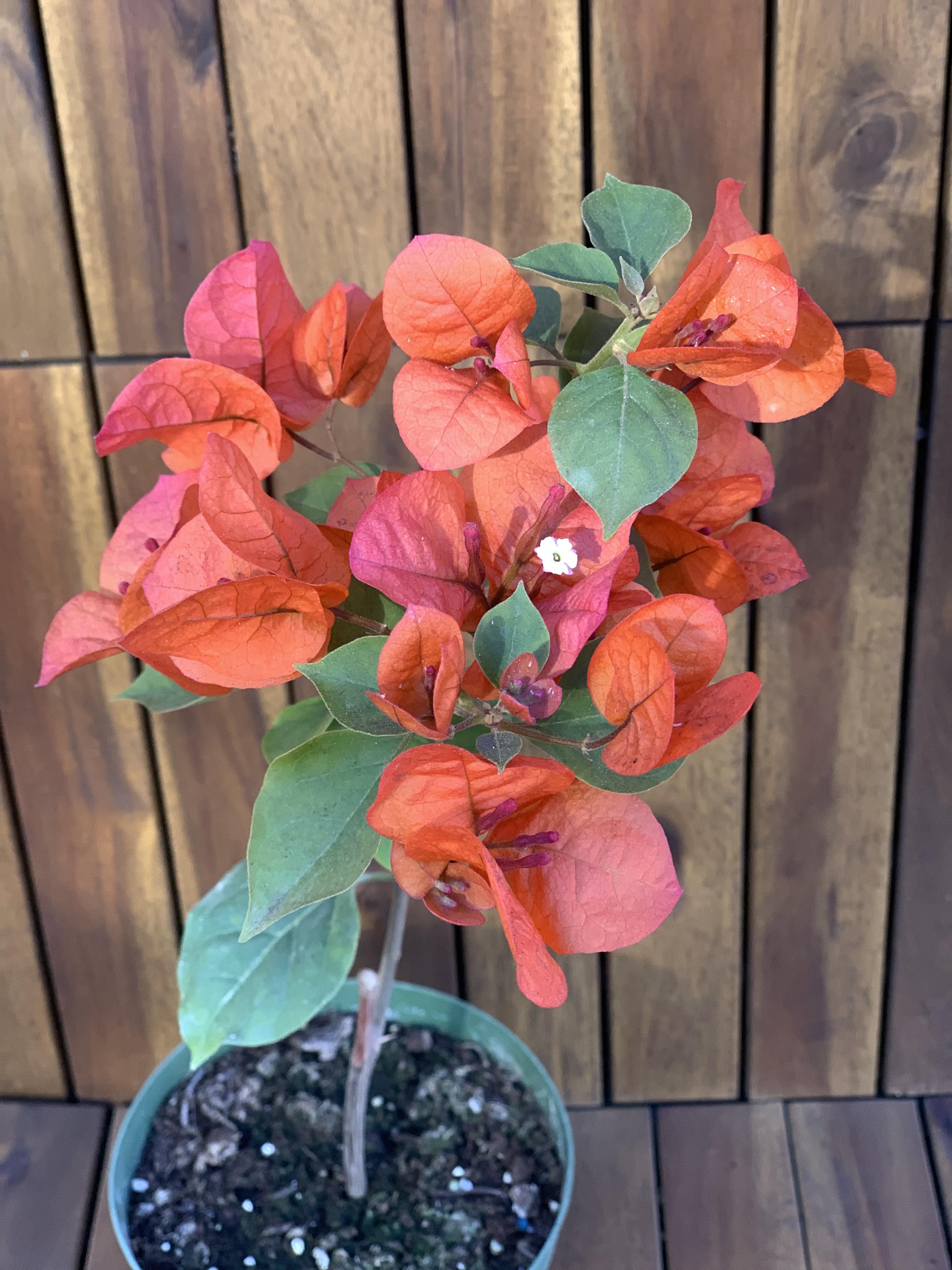 Bougainvillea/Floare de hartie, portocalie
