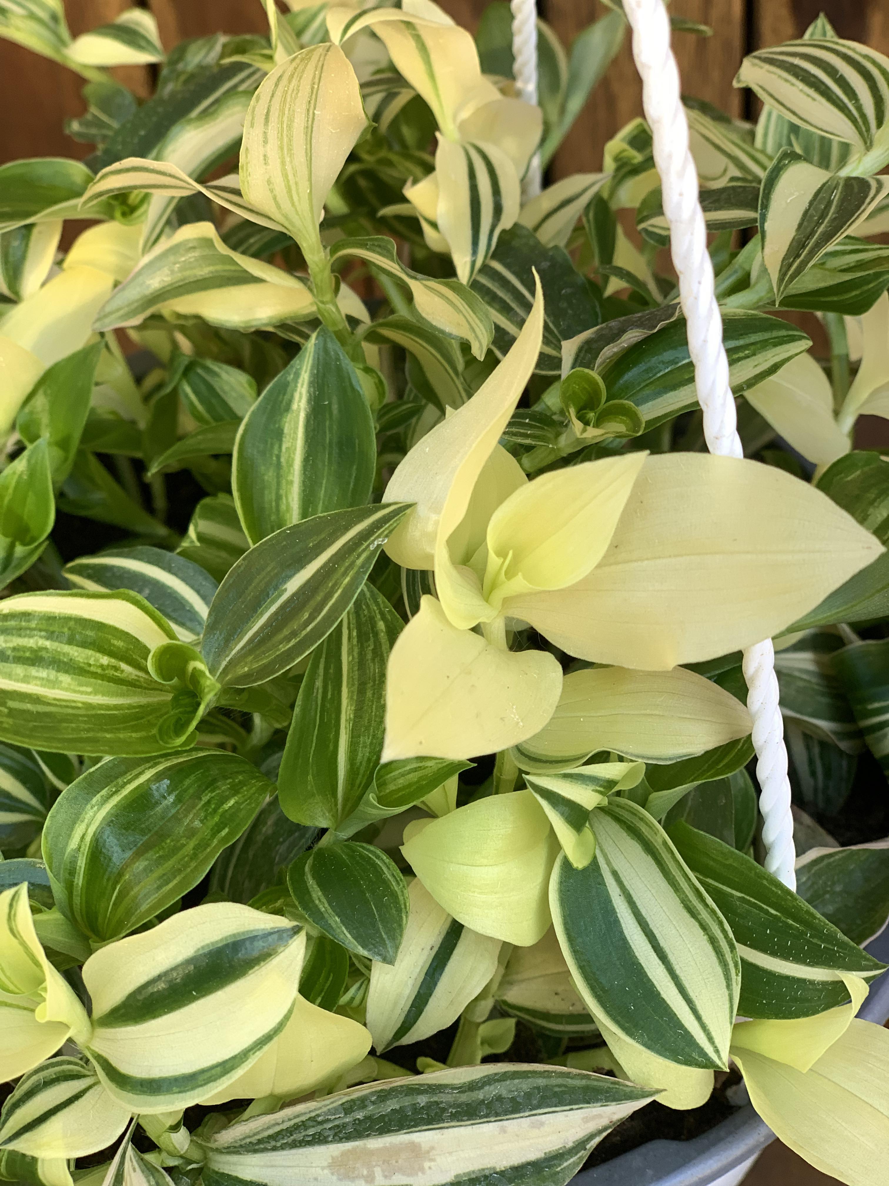 Tradescantia White Stripe