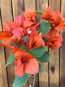 Bougainvillea/Floare de hartie, portocalie