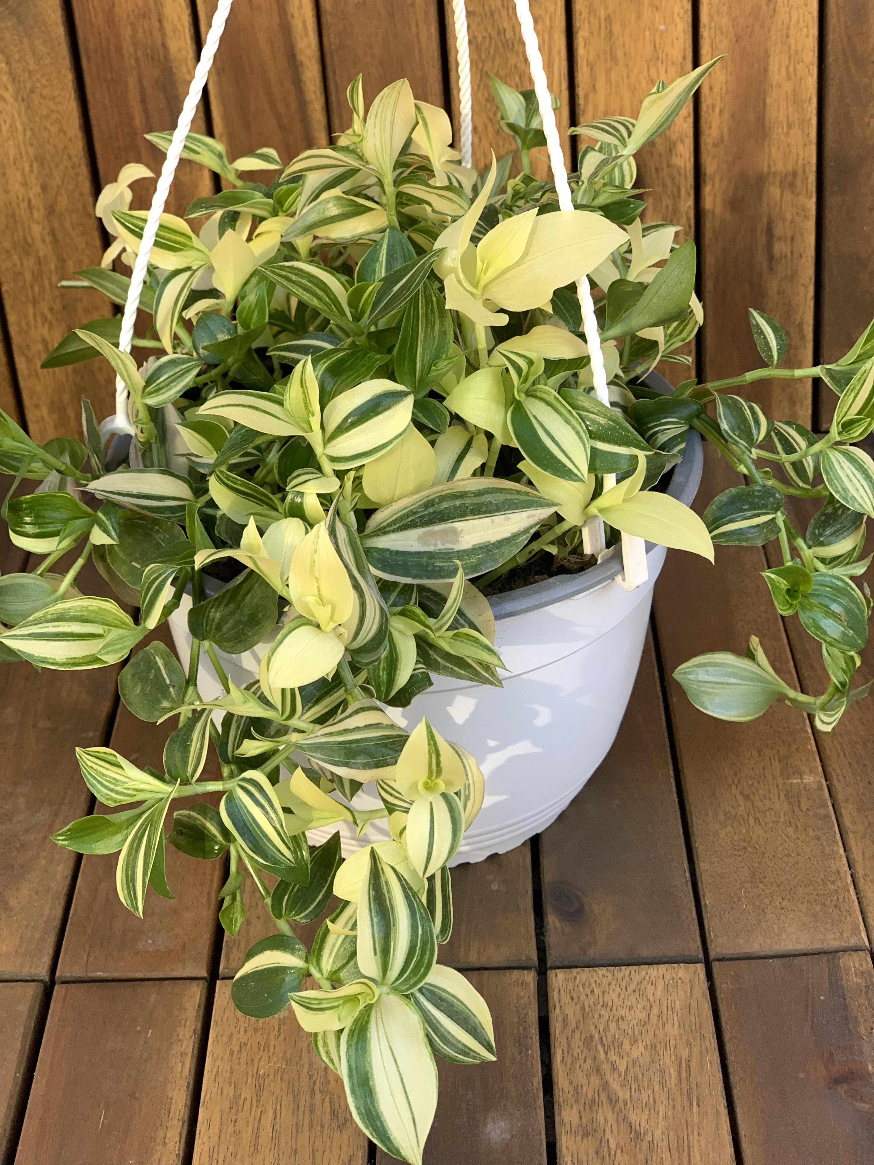 Tradescantia White Stripe