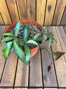 Hoya Rosita