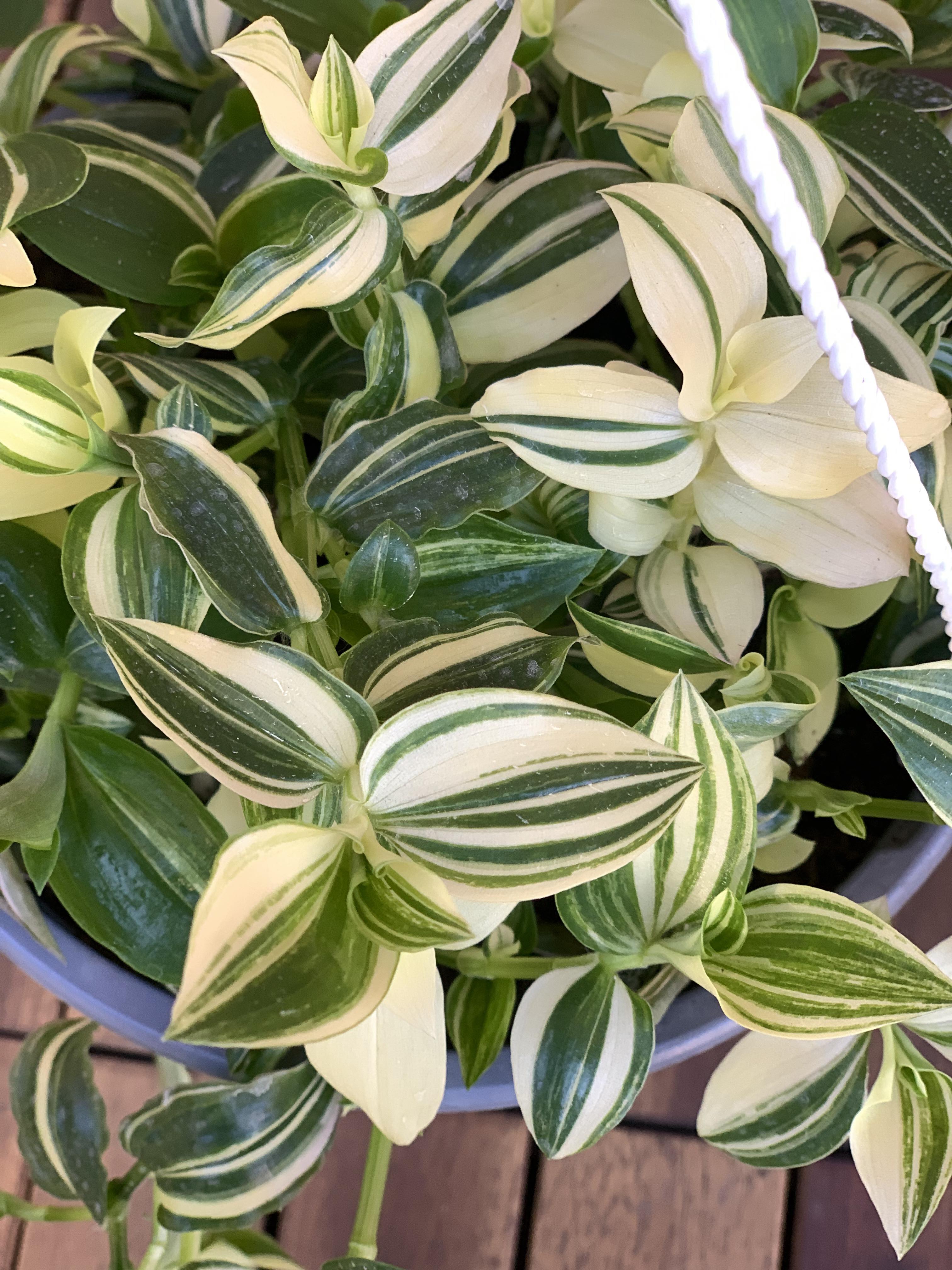 Tradescantia White Stripe