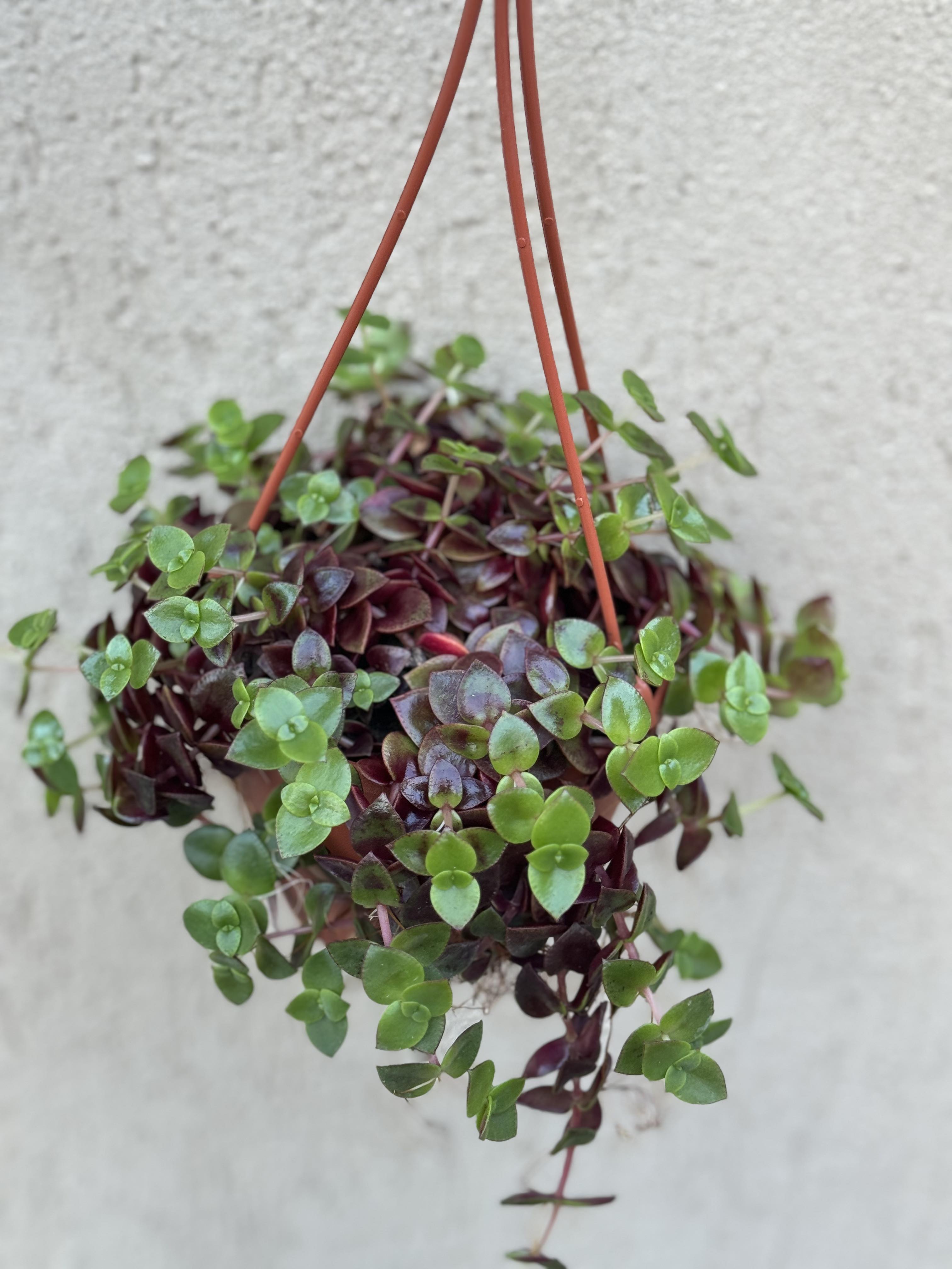 Crassula Marginalis Hang