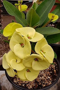 Euphorbia Milli Yellow