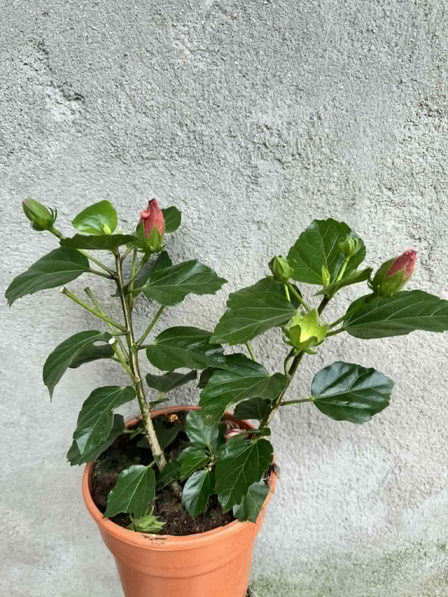 Hibiscus Grecia, roz – Terrarium Plante