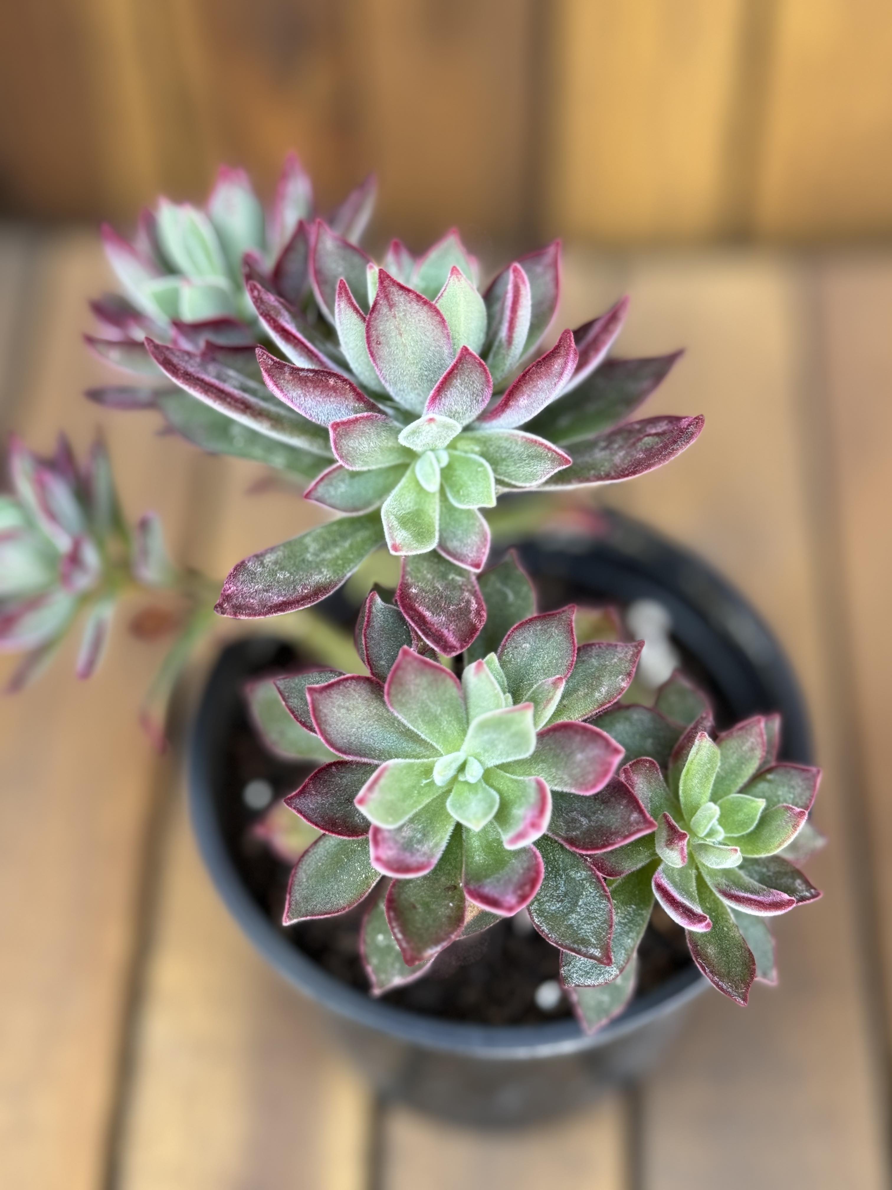 Echeveria Pulvinata Devotion