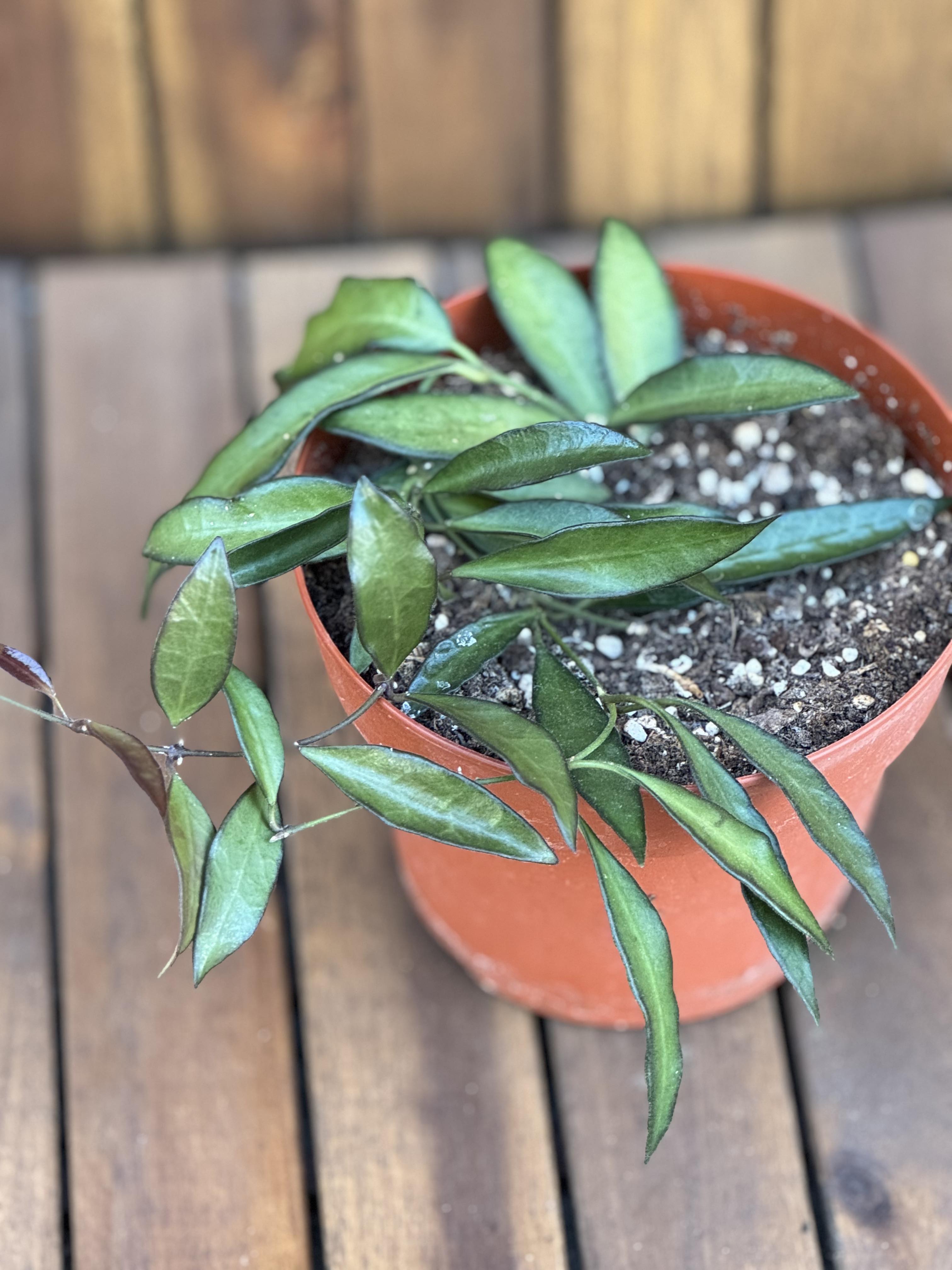 Hoya Rosita