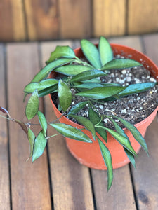 Hoya Rosita