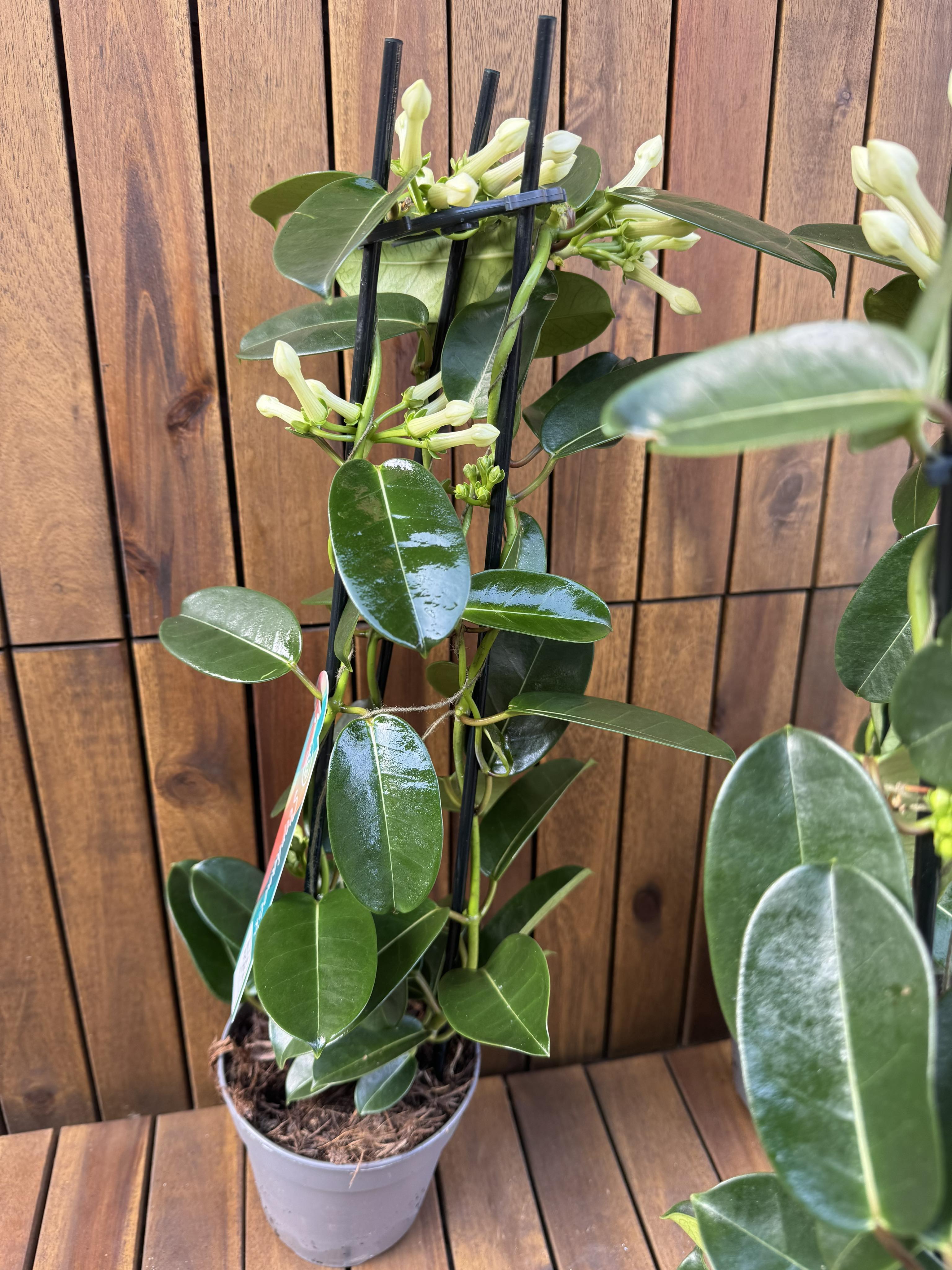 Iasomie Stephanotis Floribunda