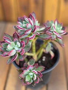 Echeveria Pulvinata Devotion