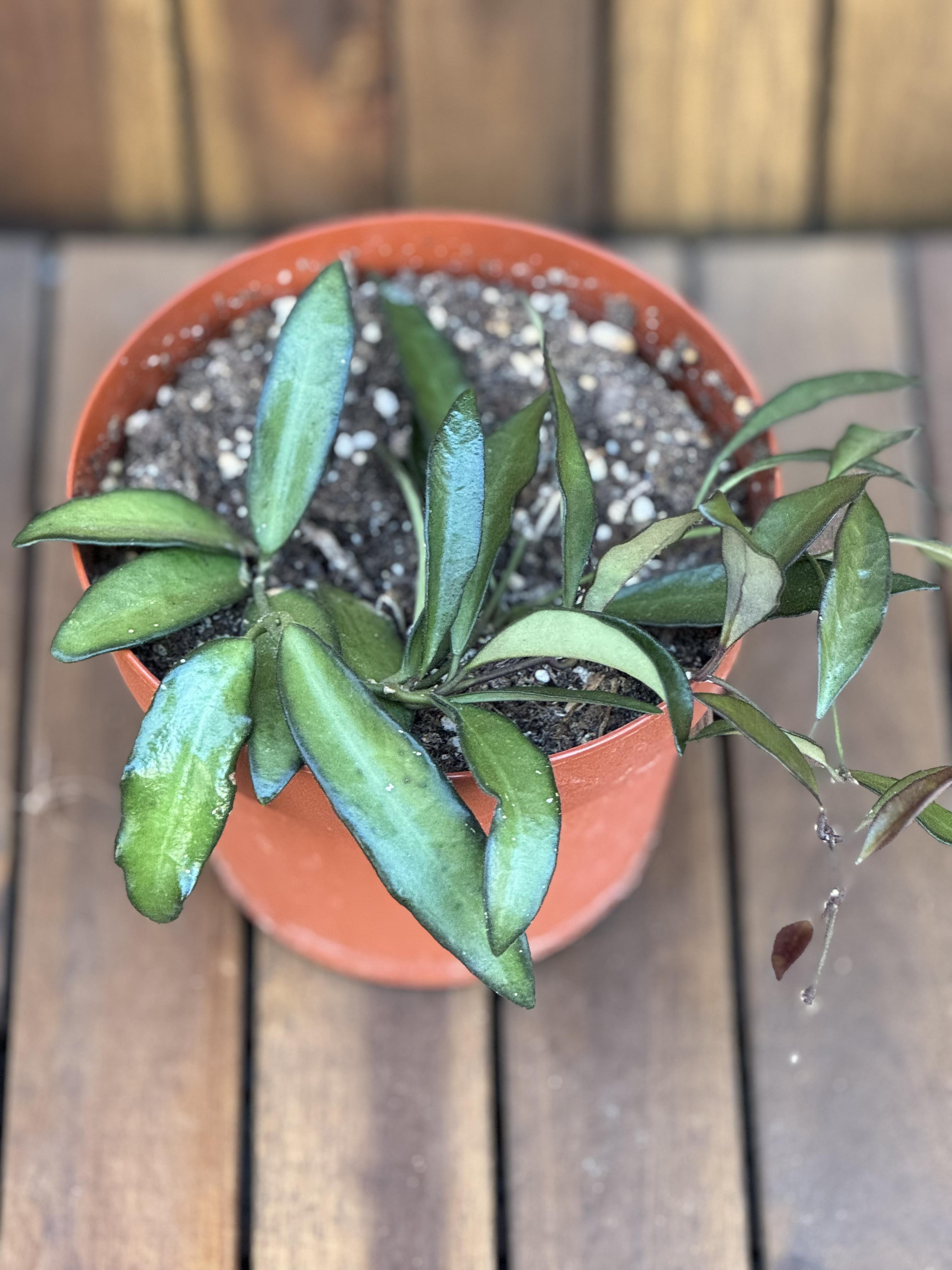 Hoya Rosita