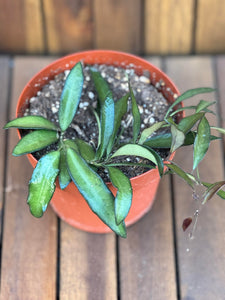 Hoya Rosita