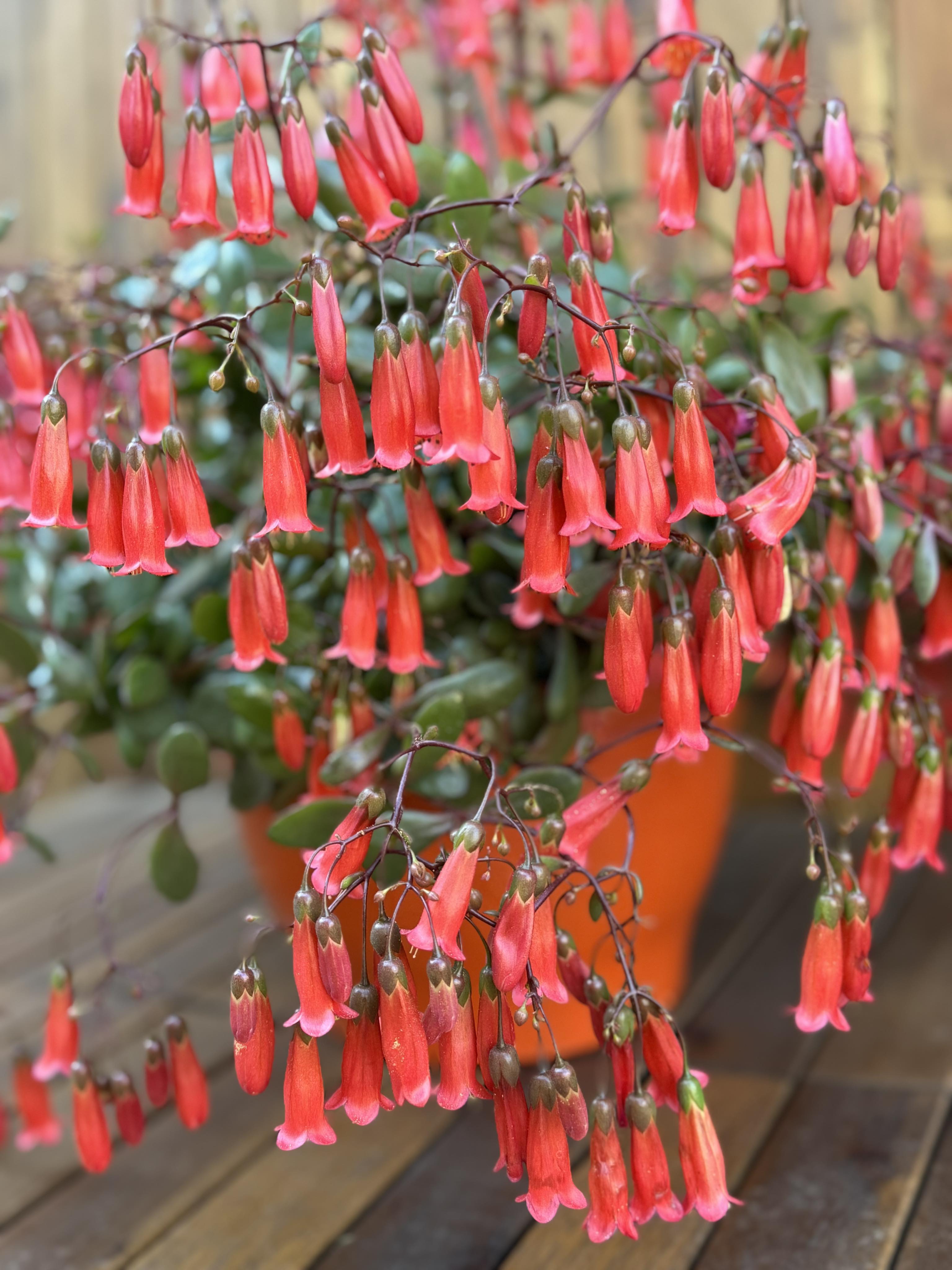 Kalanchoe Mariko (fara flori)