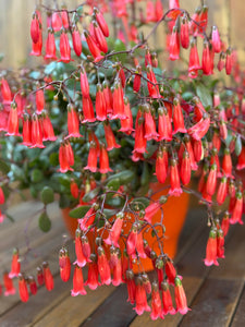 Kalanchoe Mariko (fara flori)