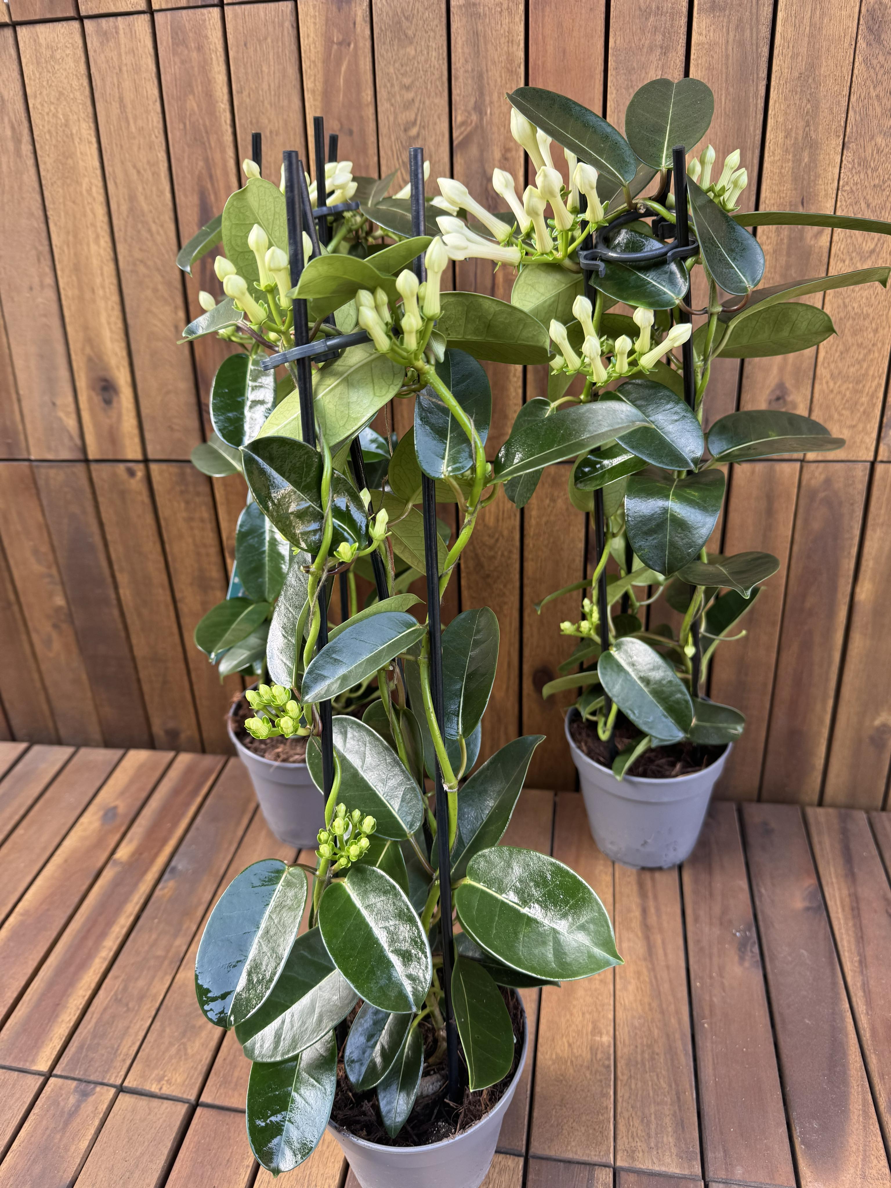 Iasomie Stephanotis Floribunda