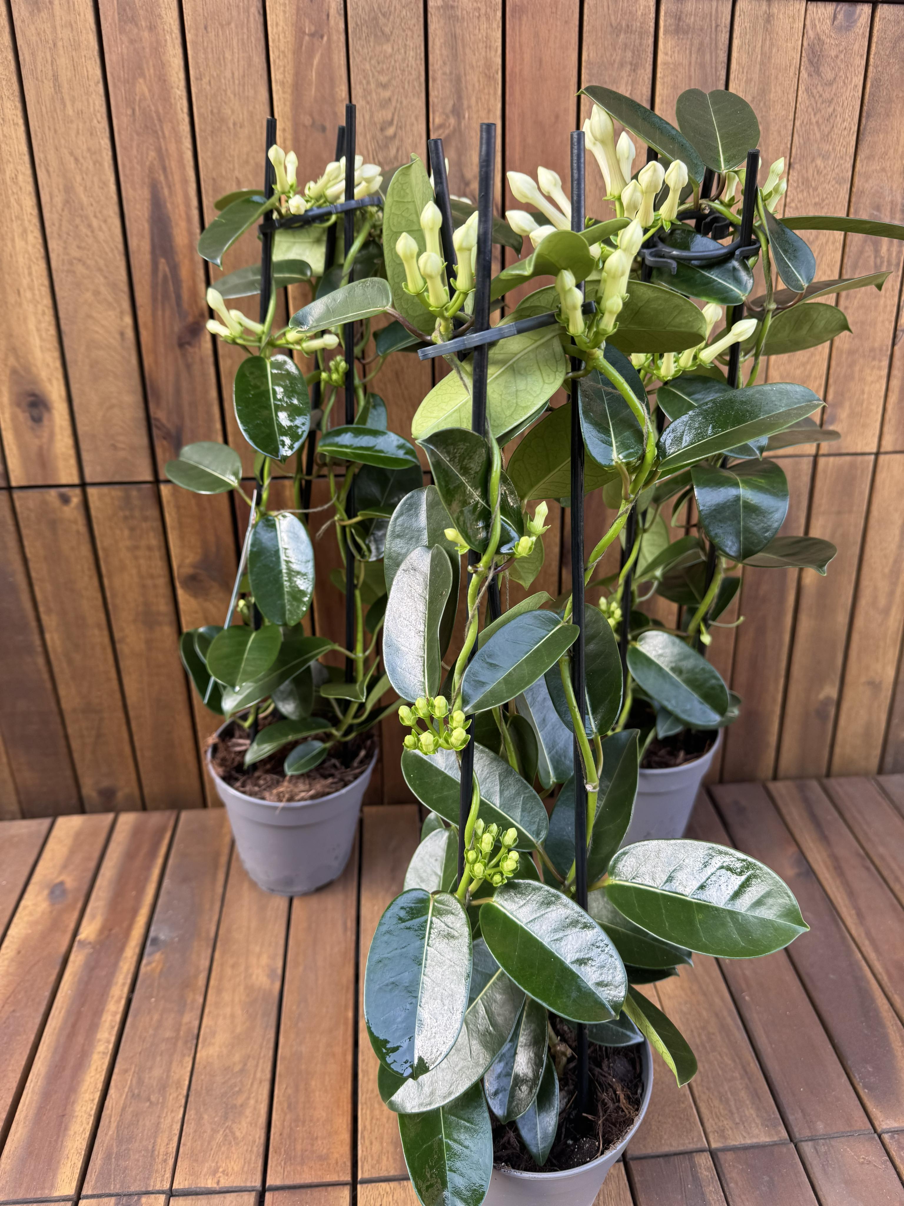 Iasomie Stephanotis Floribunda