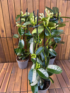 Iasomie Stephanotis Floribunda