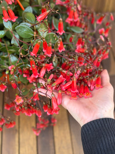 Kalanchoe Mariko (fara flori)