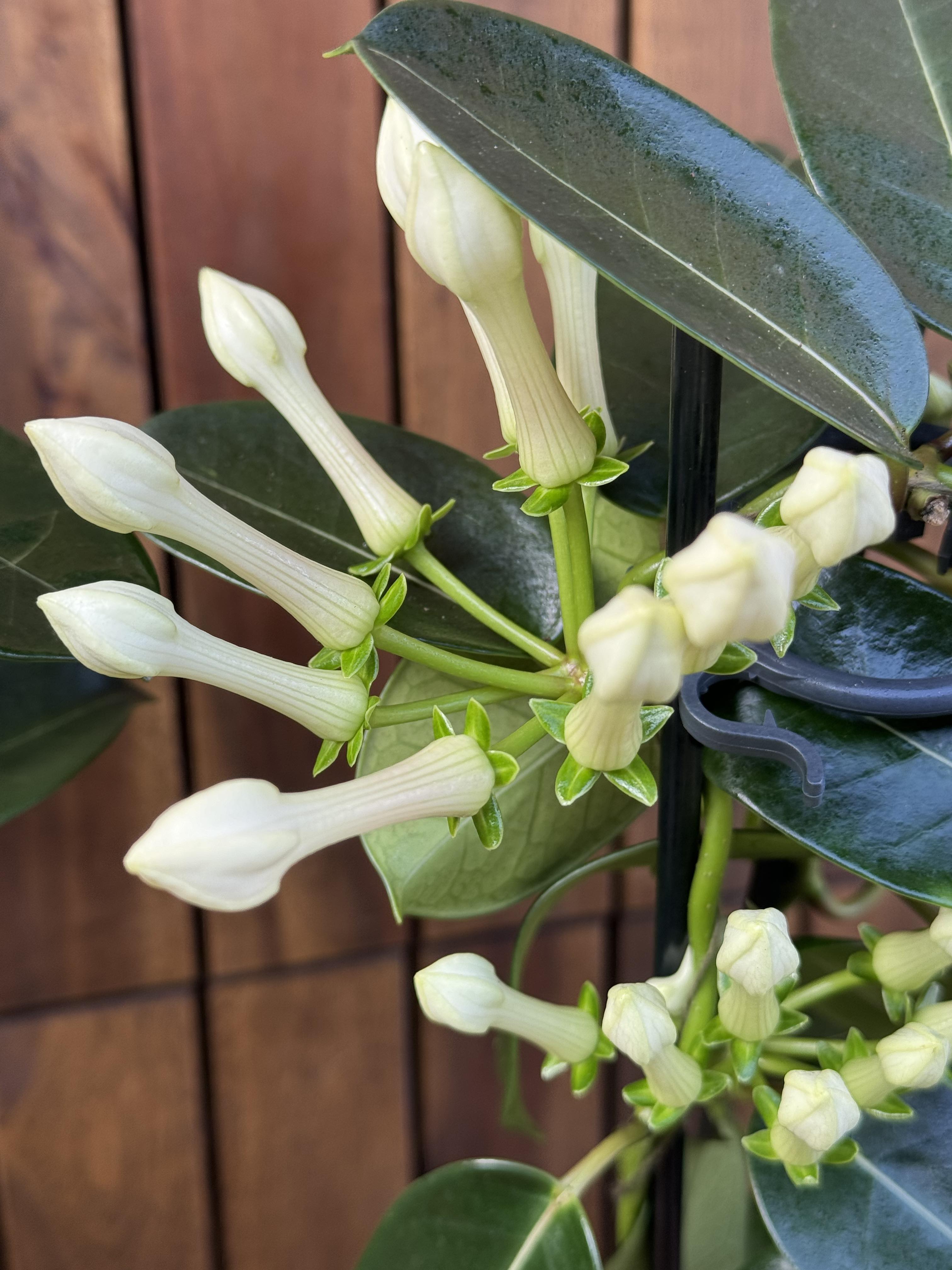 Iasomie Stephanotis Floribunda