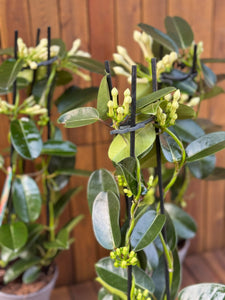 Iasomie Stephanotis Floribunda