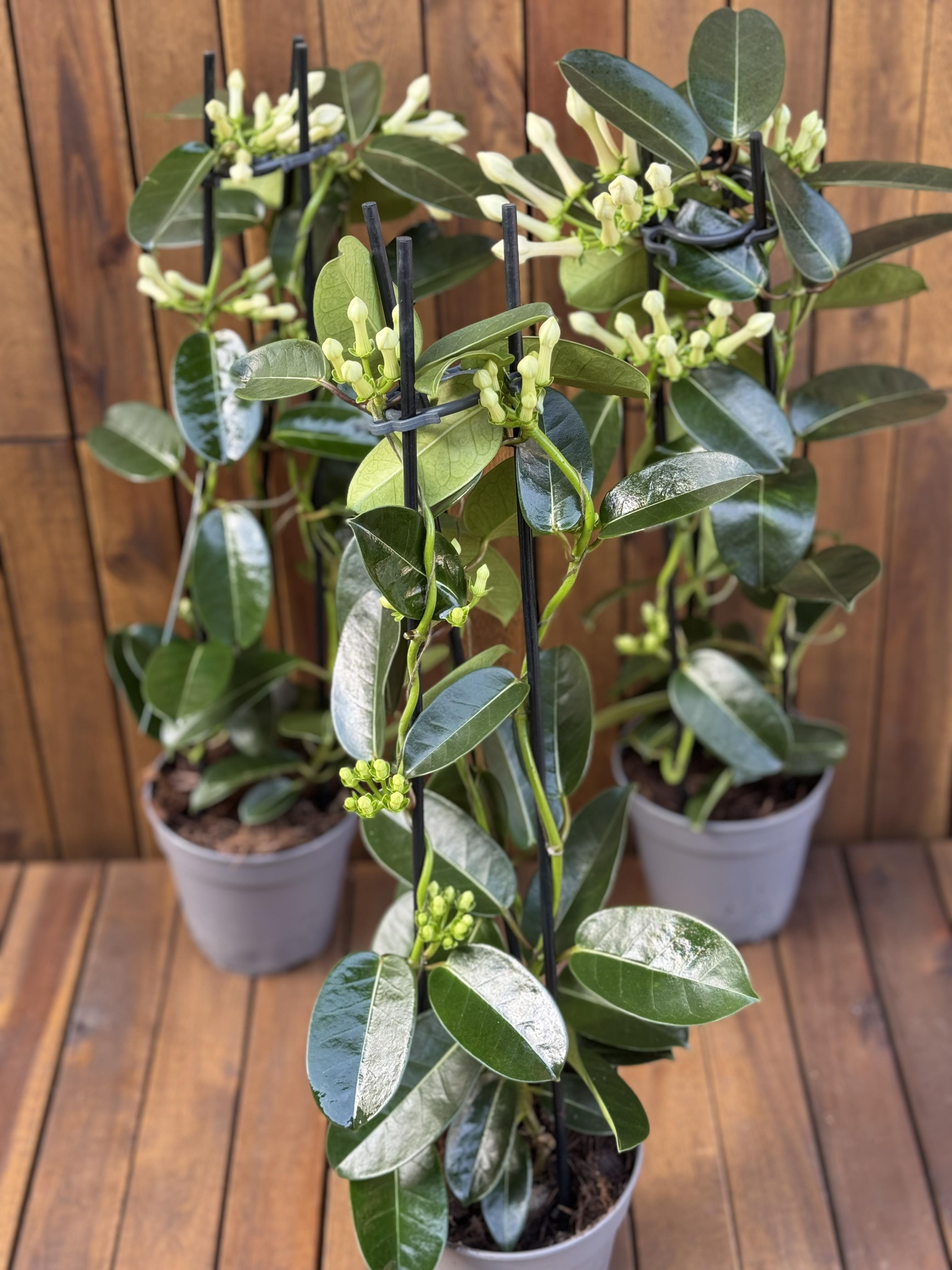 Iasomie Stephanotis Floribunda