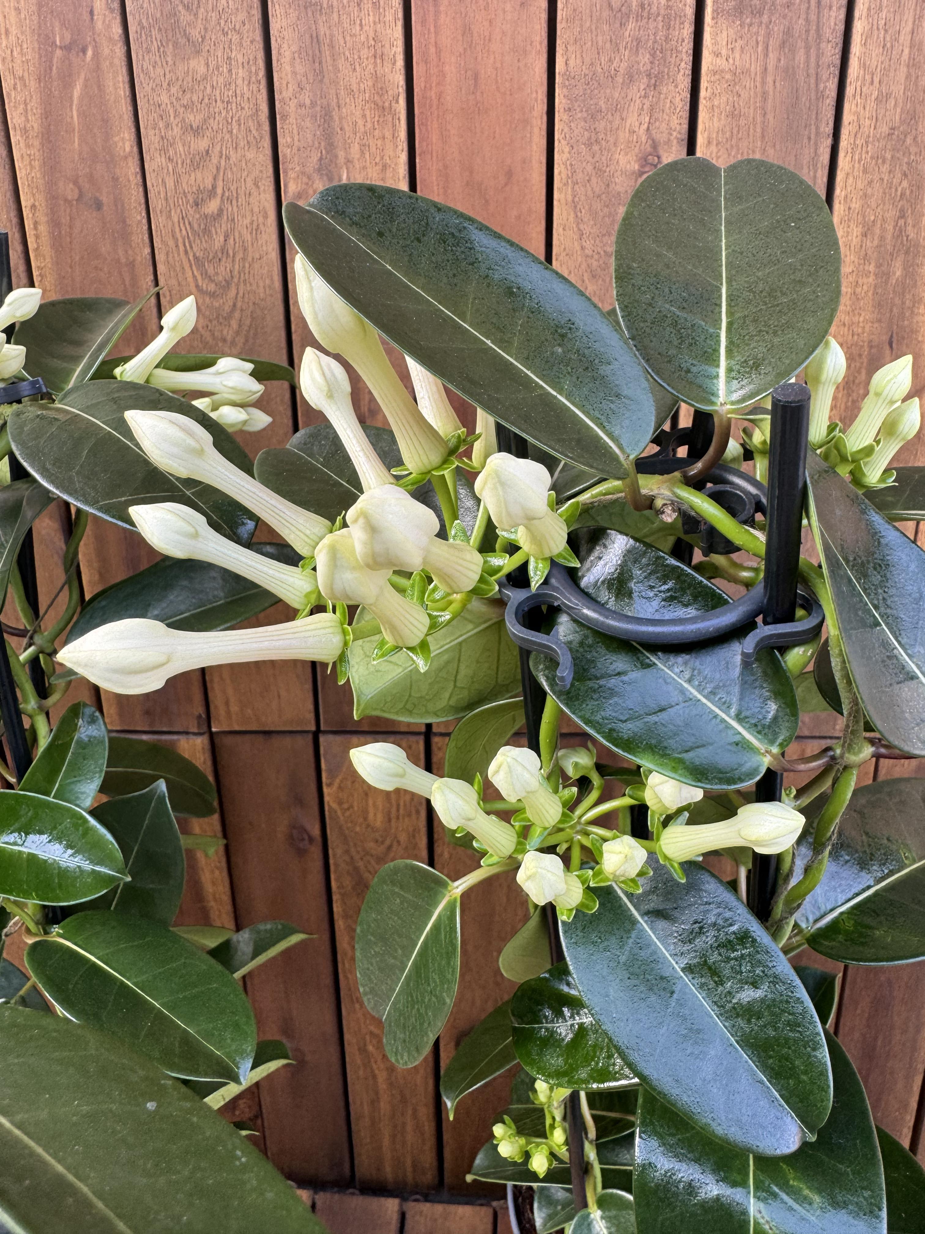 Iasomie Stephanotis Floribunda