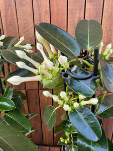 Iasomie Stephanotis Floribunda