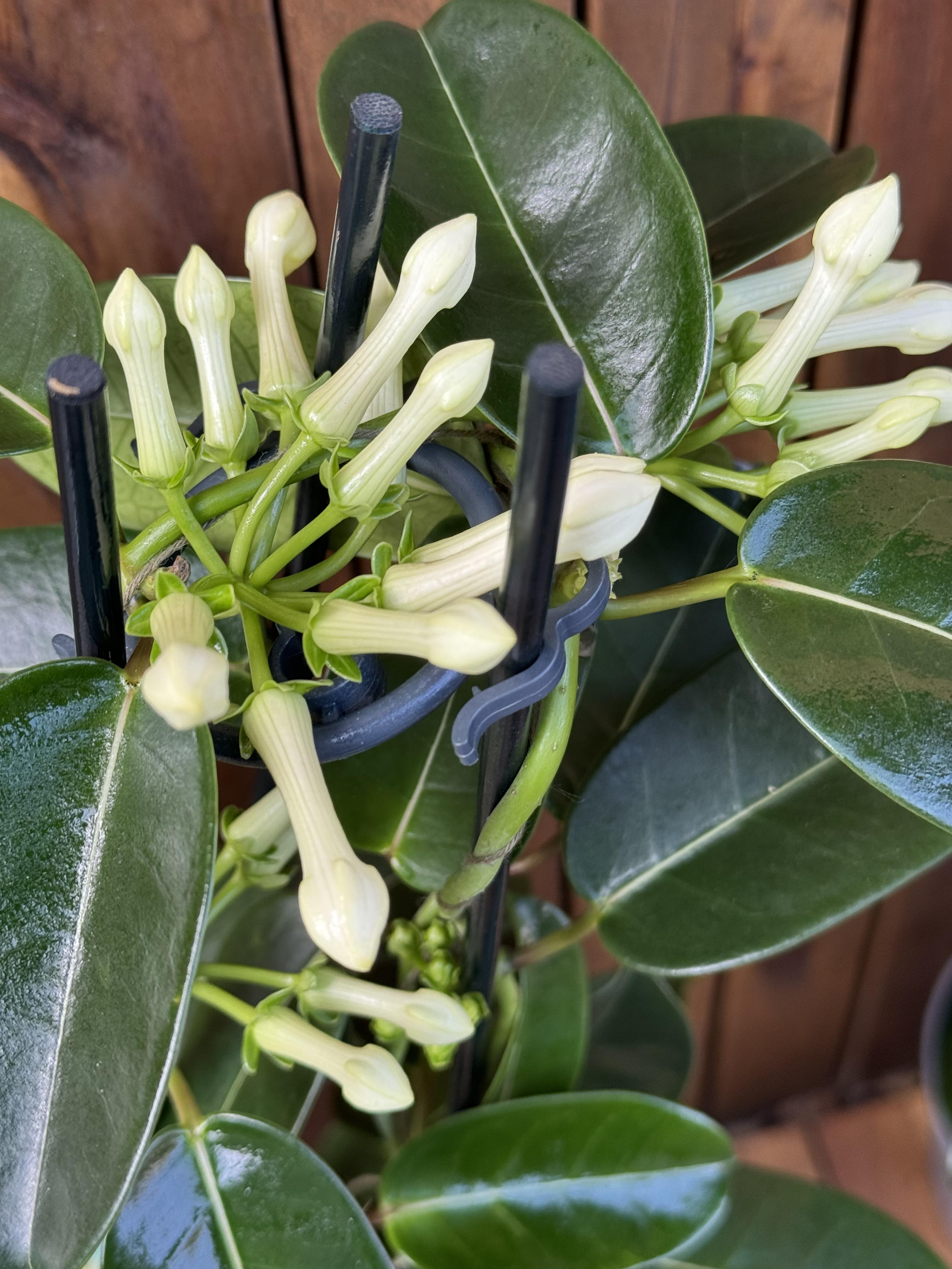 Iasomie Stephanotis Floribunda