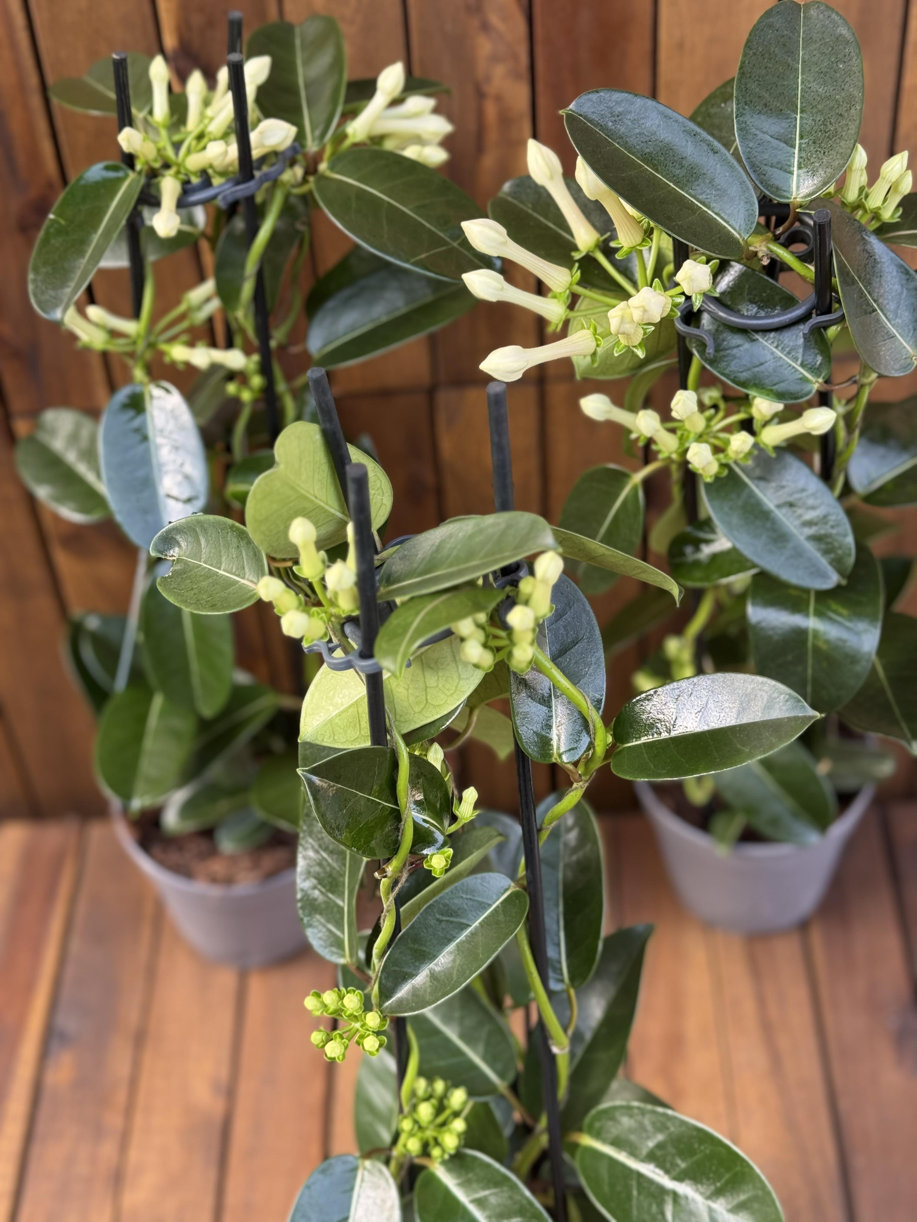 Iasomie Stephanotis Floribunda