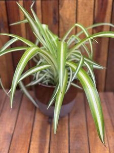 Planta paianjen/Chlorophytum Variegatum