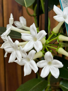 Iasomie Stephanotis Floribunda