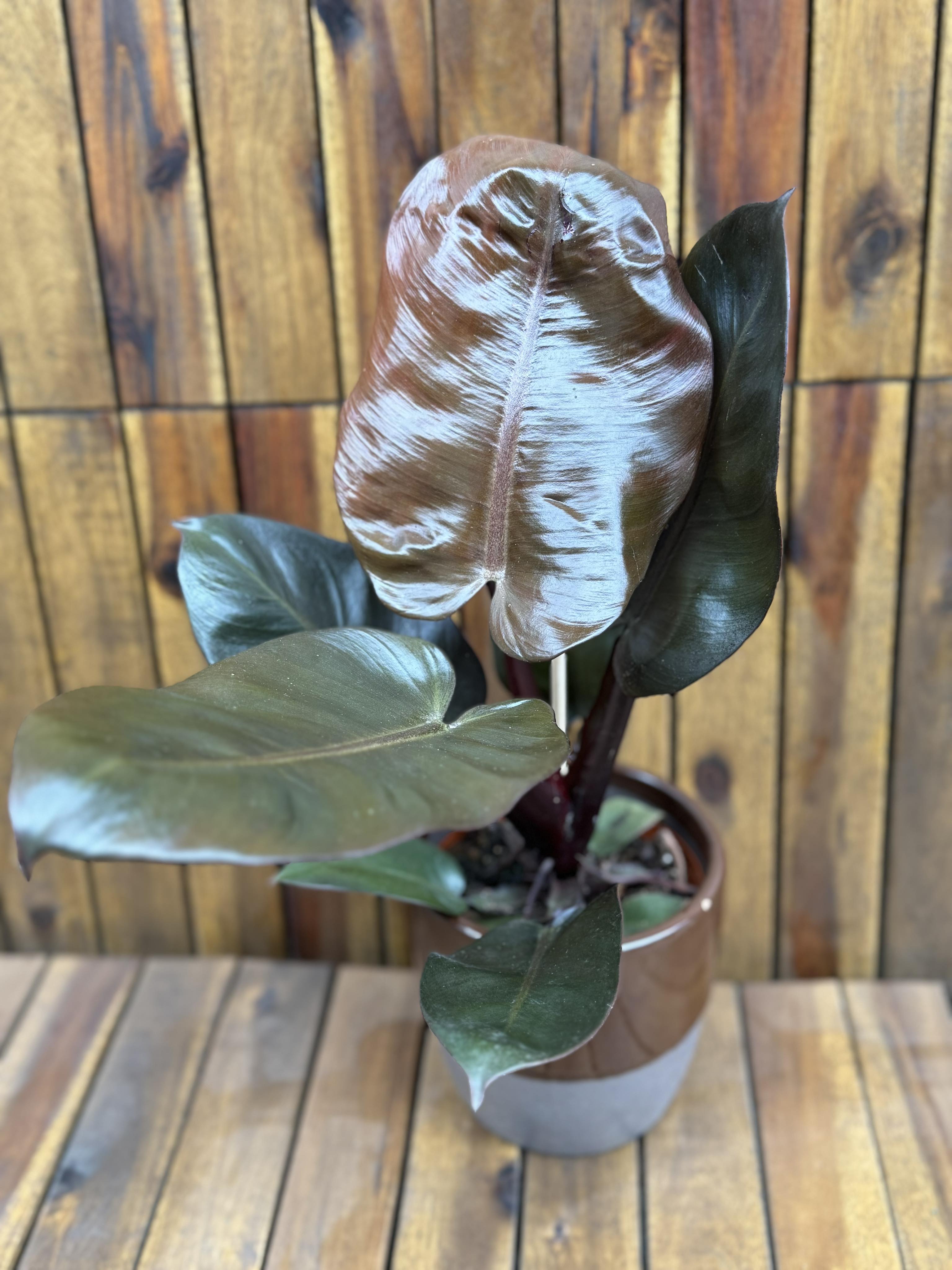 Philodendron Black Cardinal