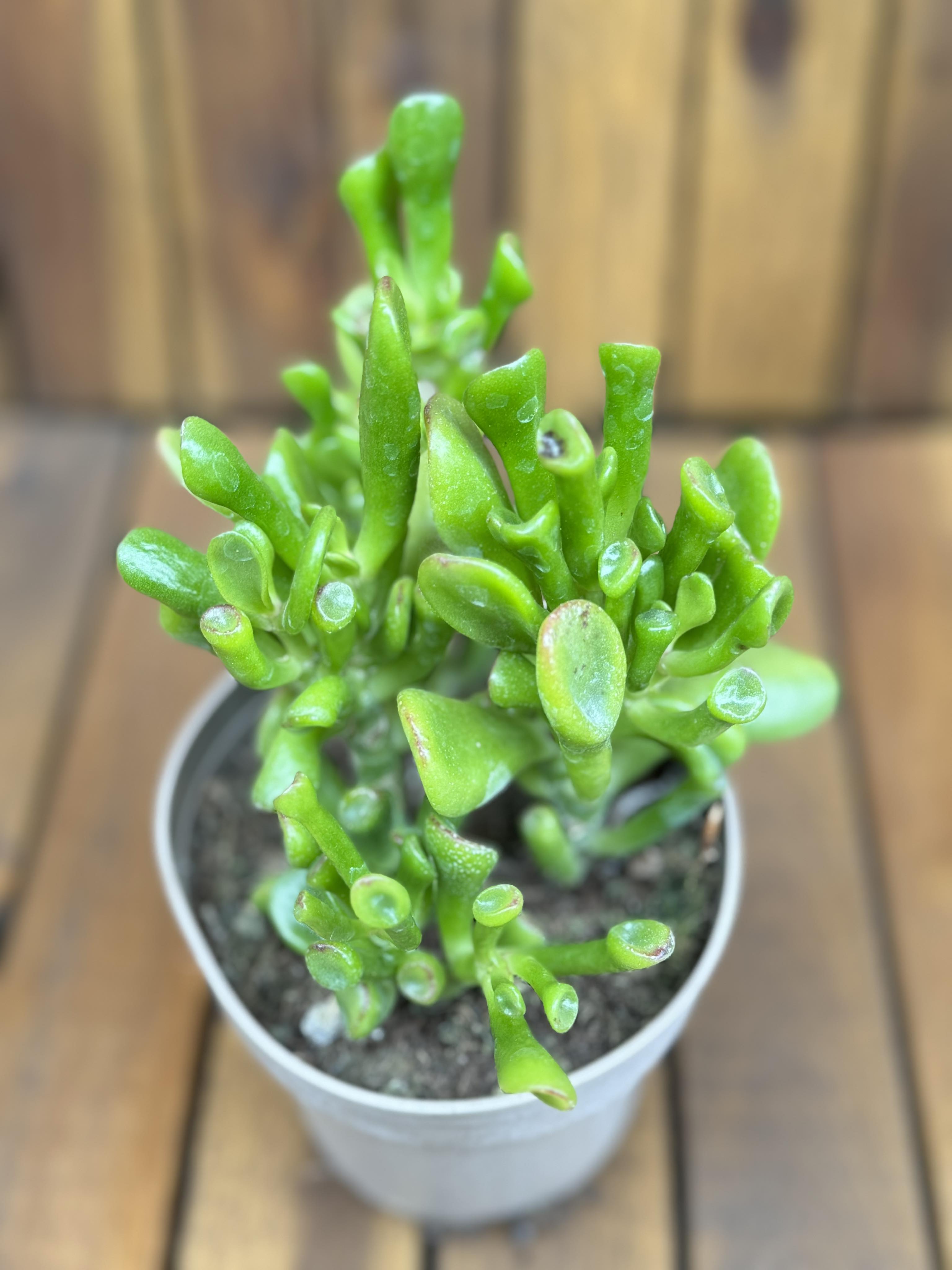 Crassula Hobbit