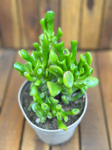 Crassula Hobbit