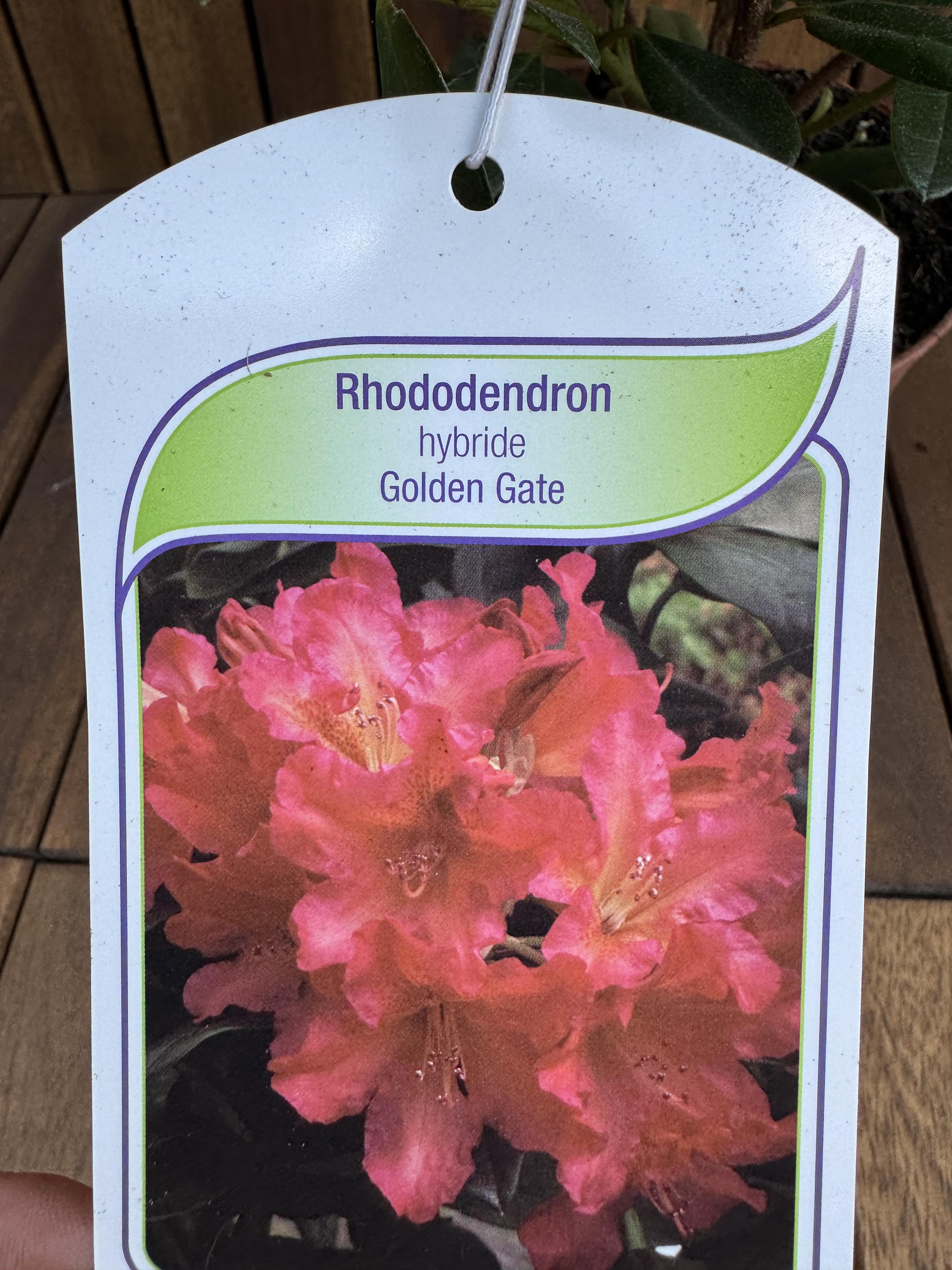 Rhododendron Golden Gate