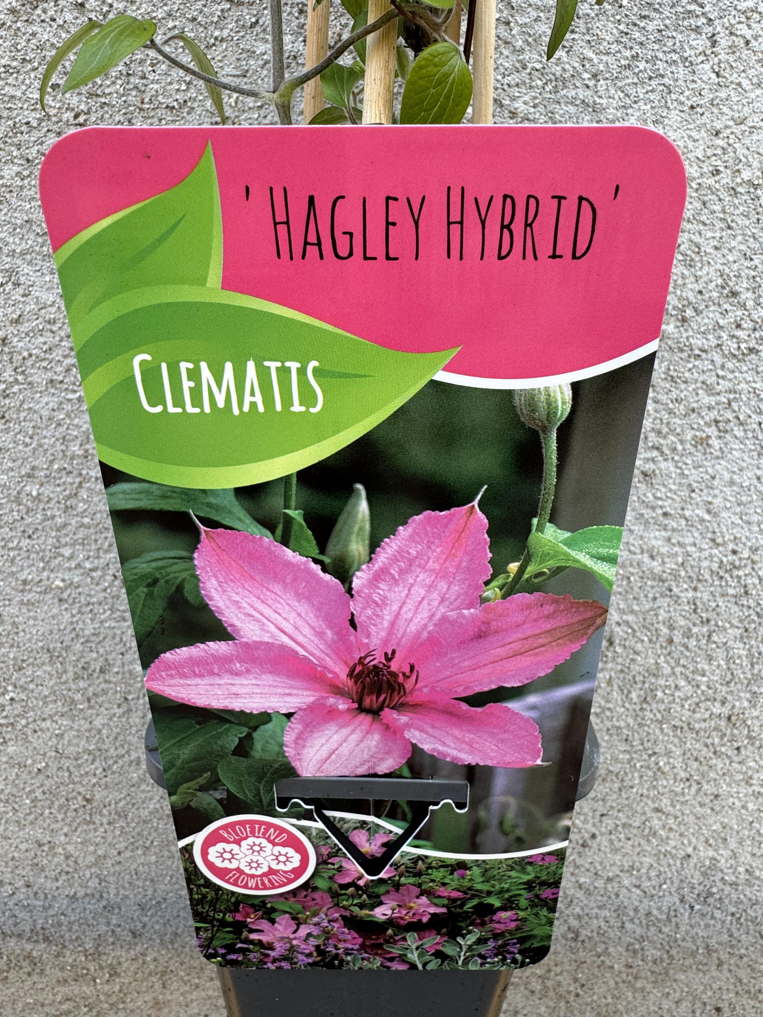 Clematis Hagley Hybrid