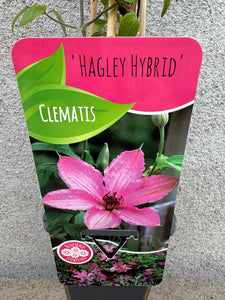 Clematis Hagley Hybrid