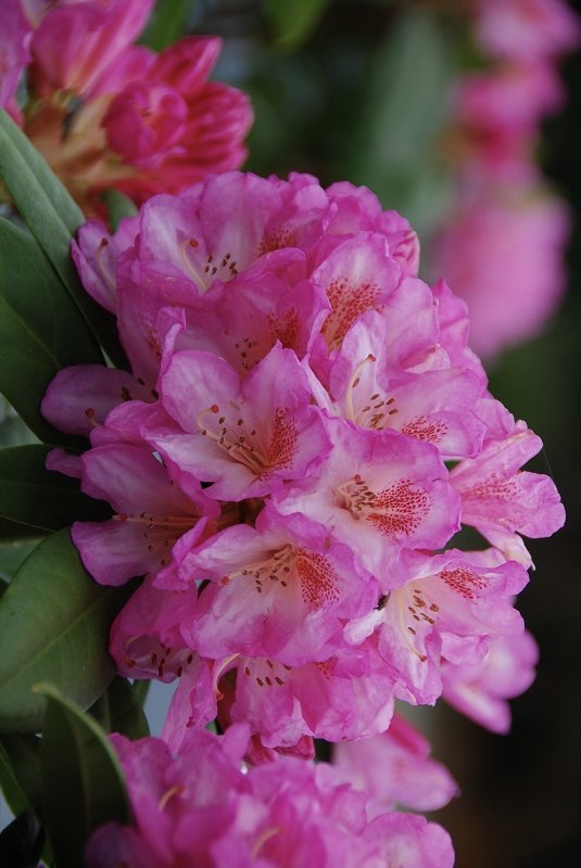 Rhododendron Eucharitis