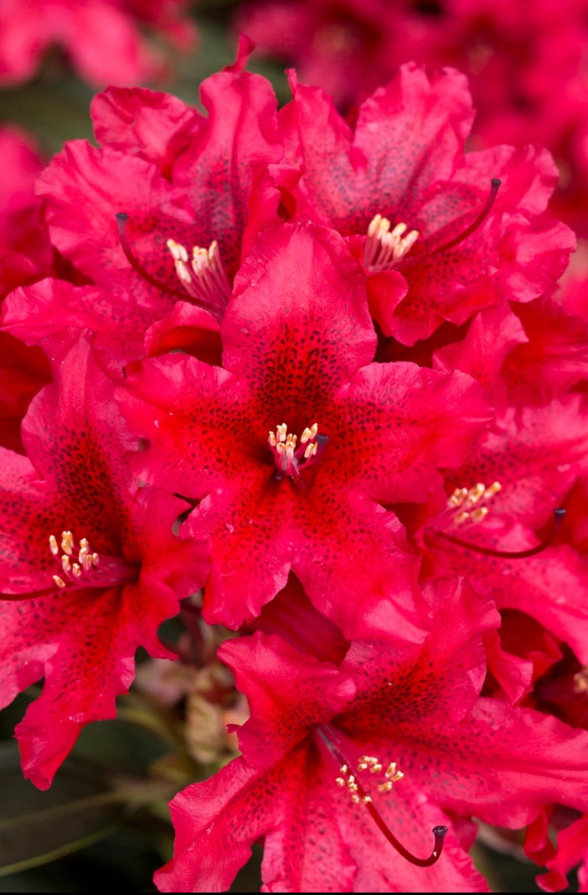 Rhododendron Tarragona