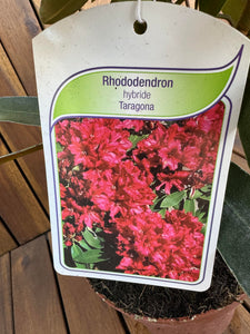 Rhododendron Tarragona