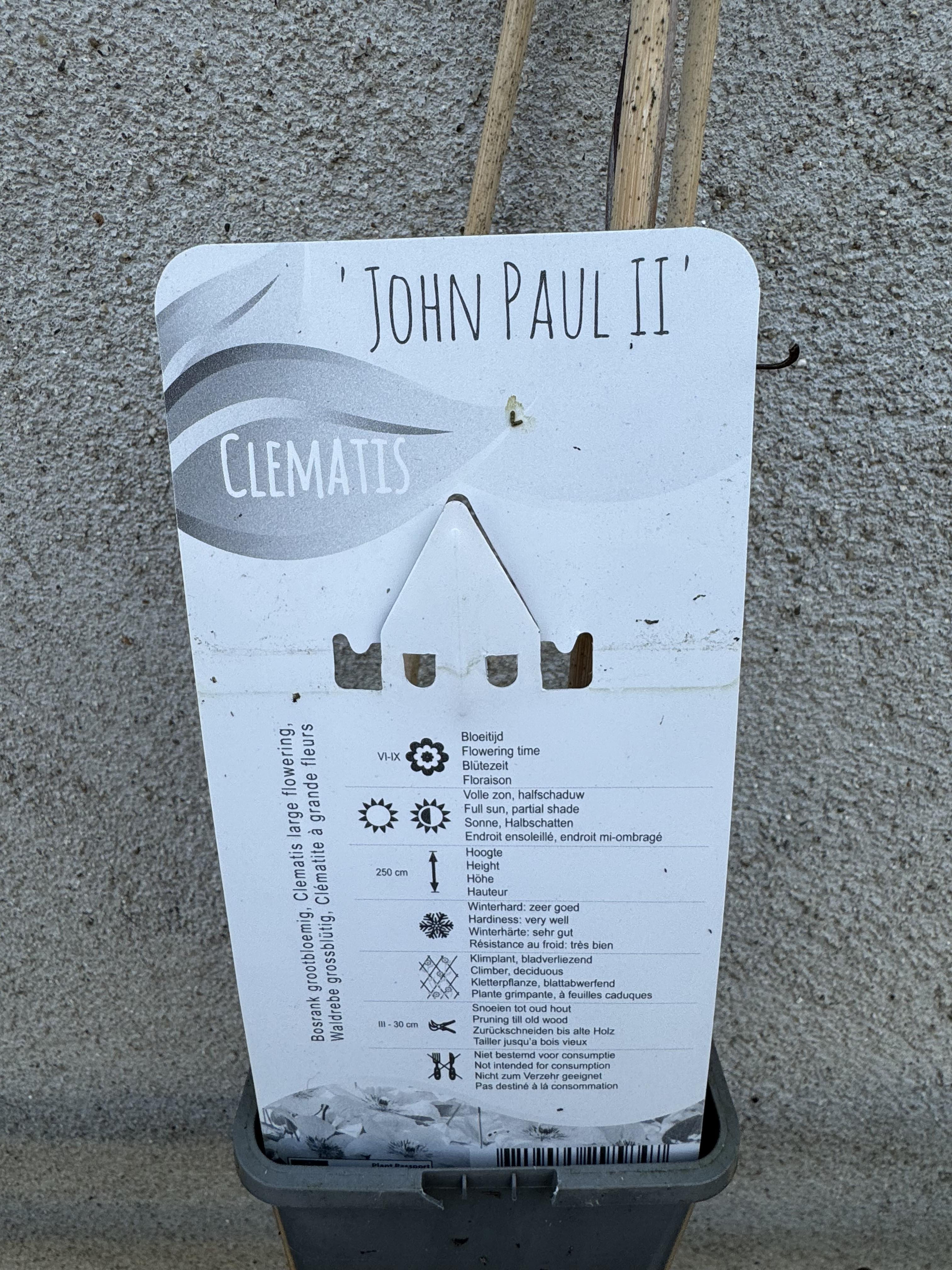 Clematis John Paul II