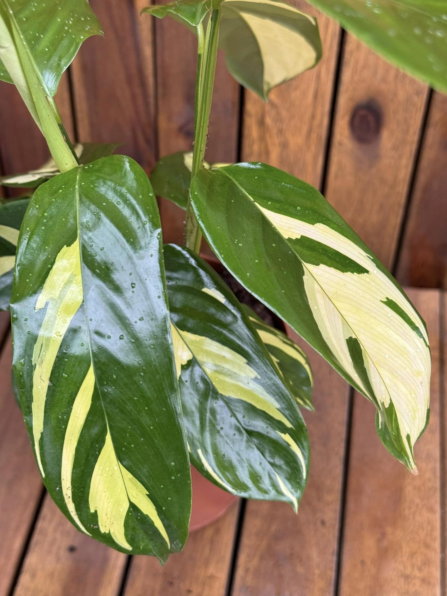 Ctenanthe Pilosa Mosaic D17