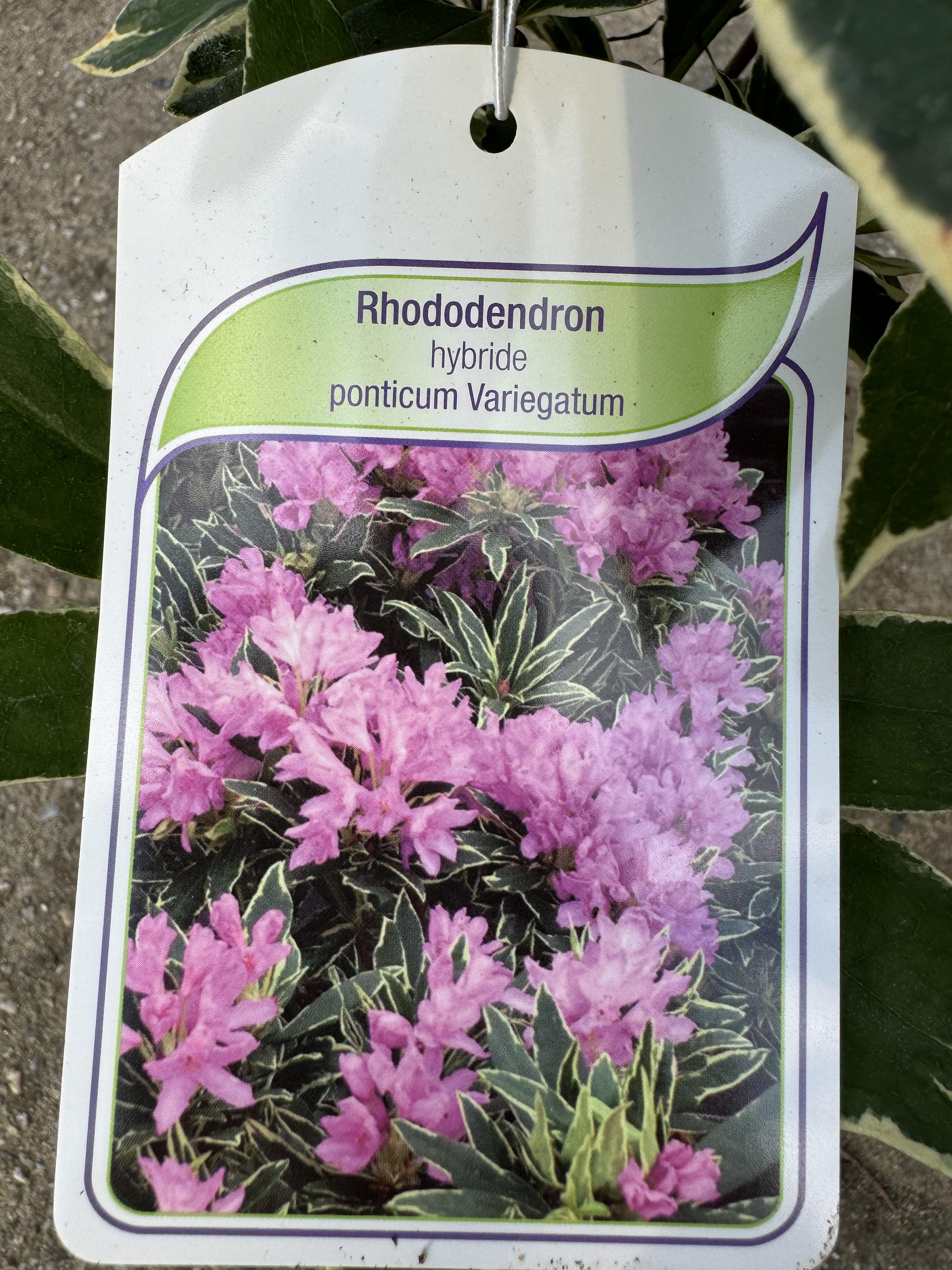 Rhododendron Ponticum Variegatum