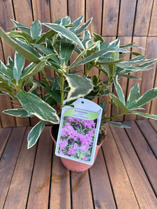 Rhododendron Ponticum Variegatum